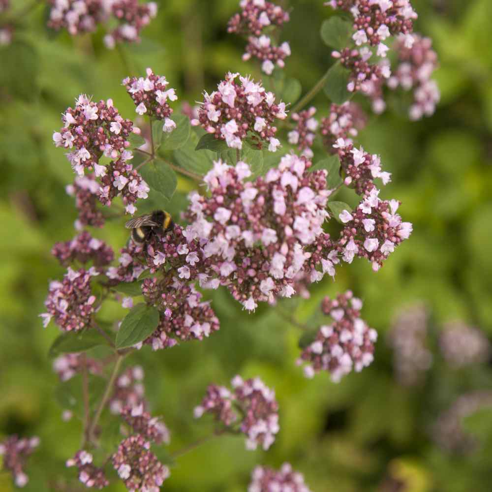 Bee on Marjoram Plants