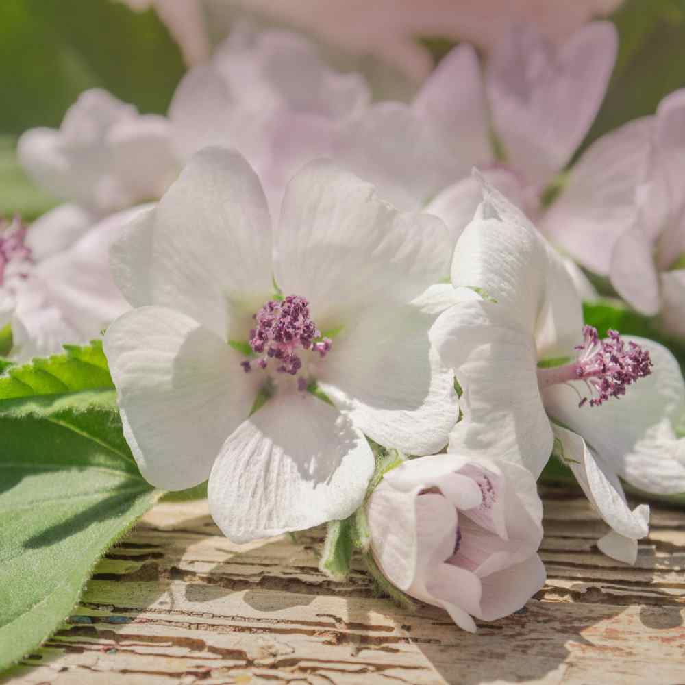 Marsh Mallow Flowers