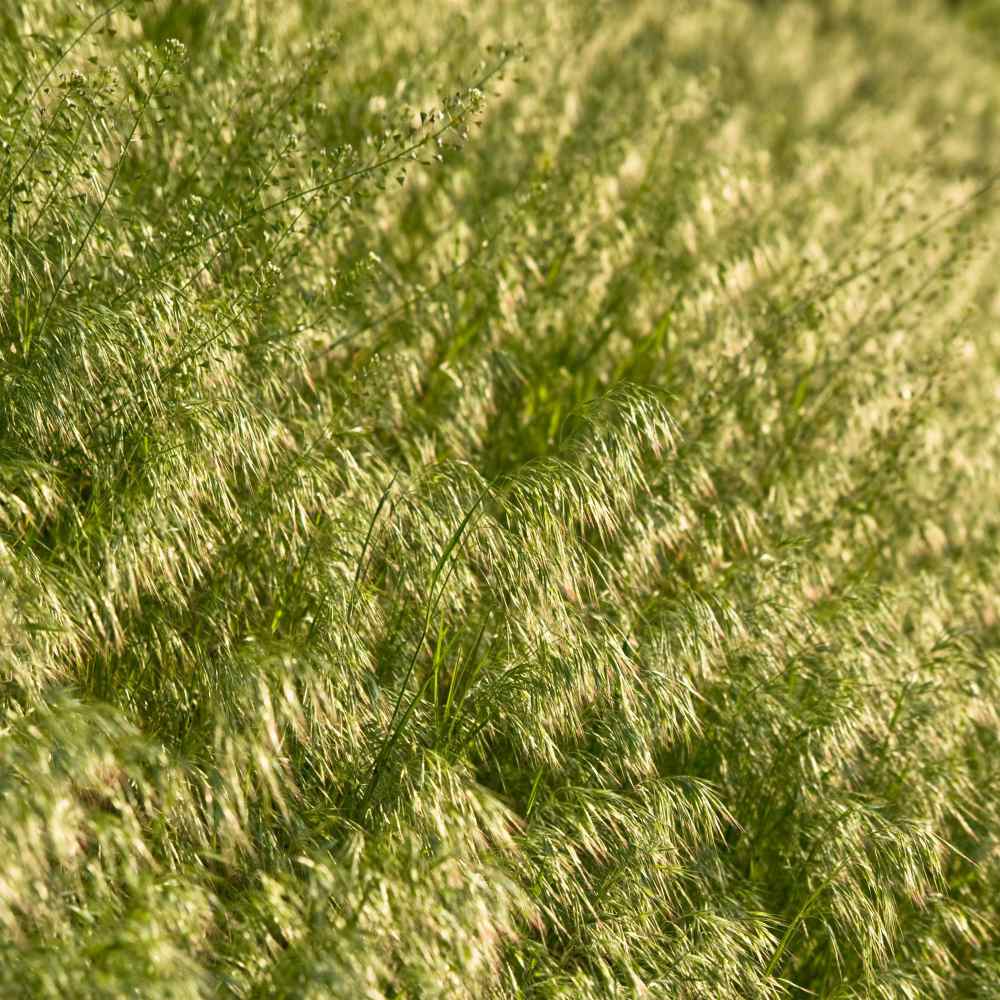 Mediterranean Brome Grass