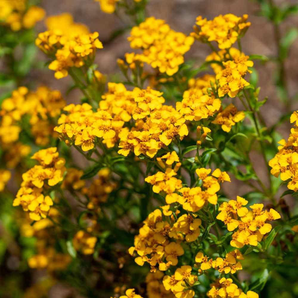 Mexican Mint Herb