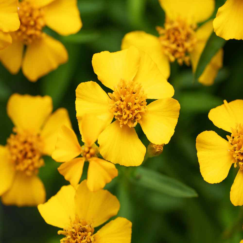 Tagetes Lucida Herb Plants