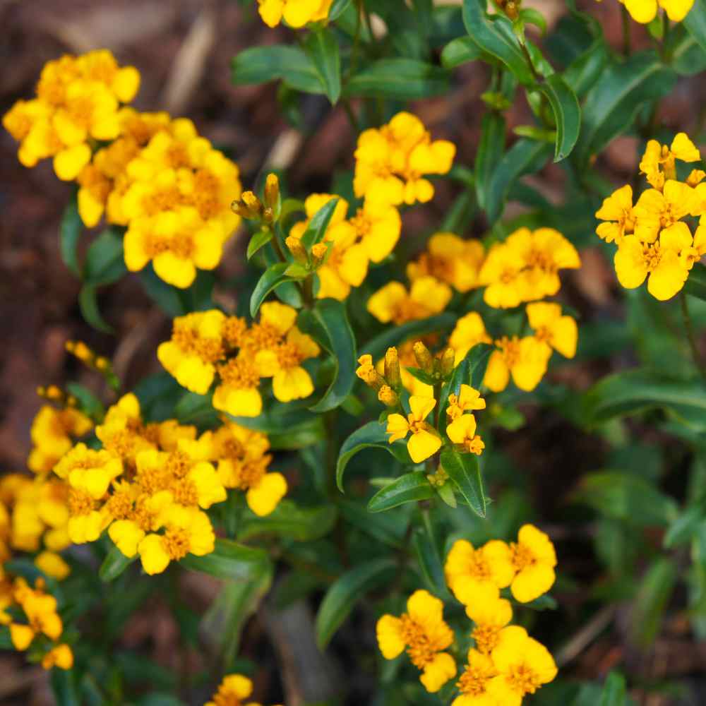 Tagetes Lucida Yellow Flowers