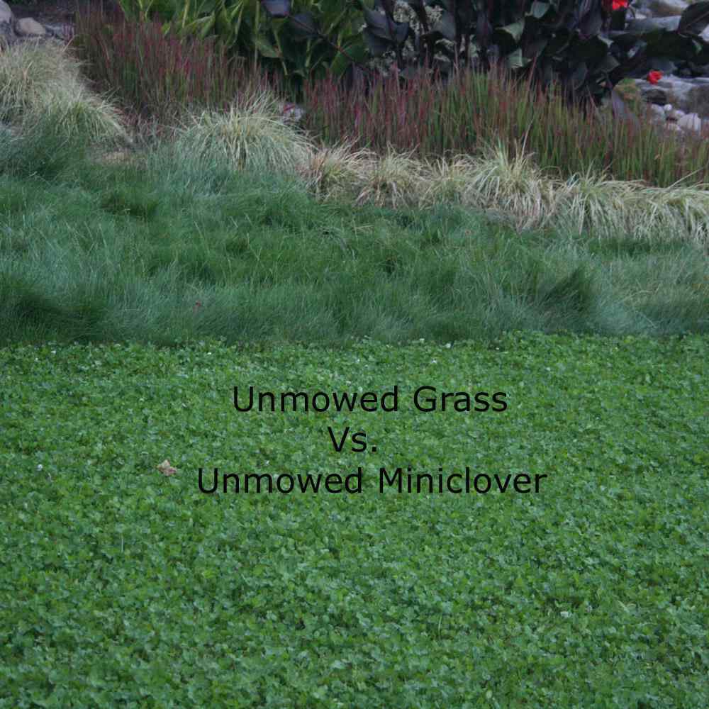 unmowed miniclover versus unmowed grass