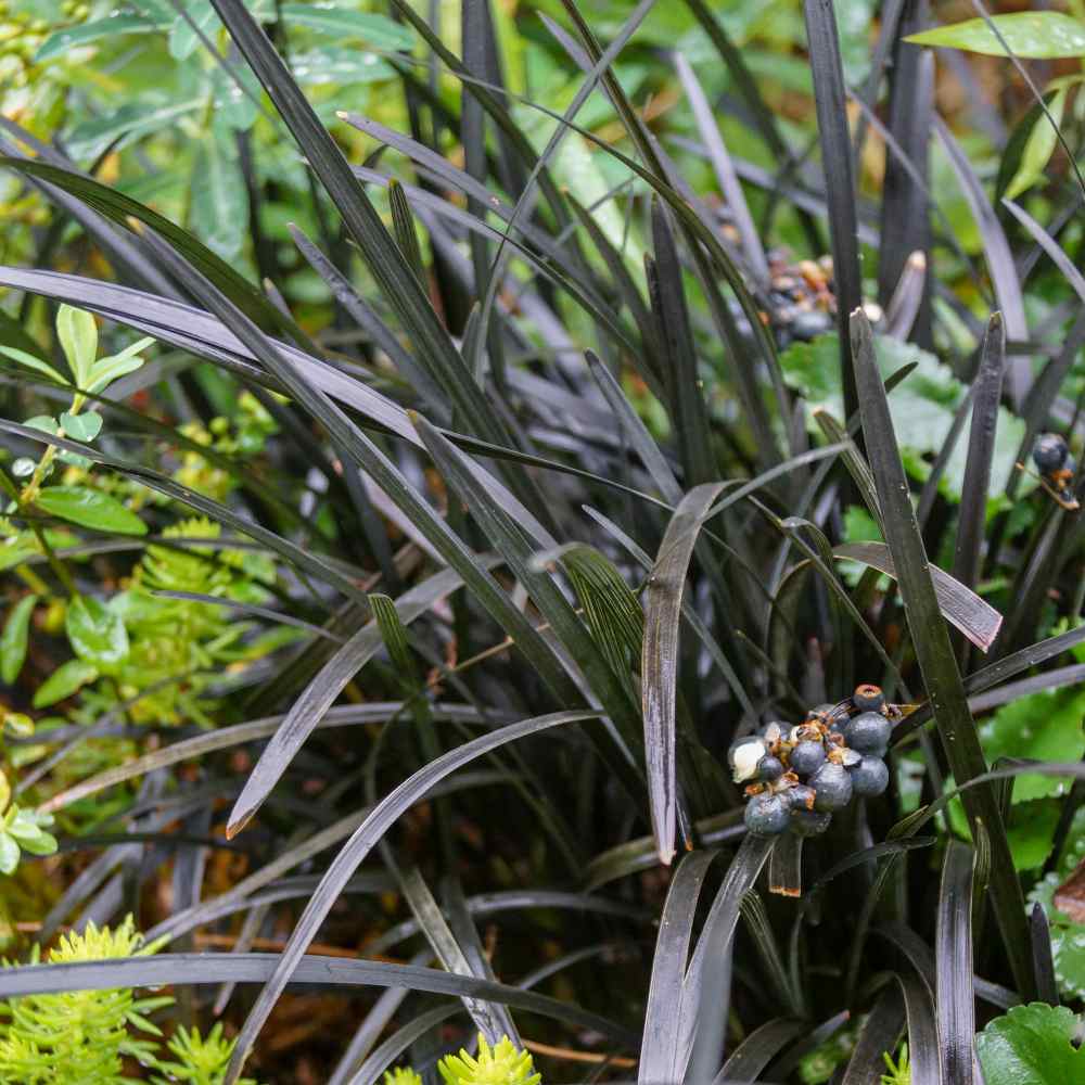 Ophiopogon Nigrescens