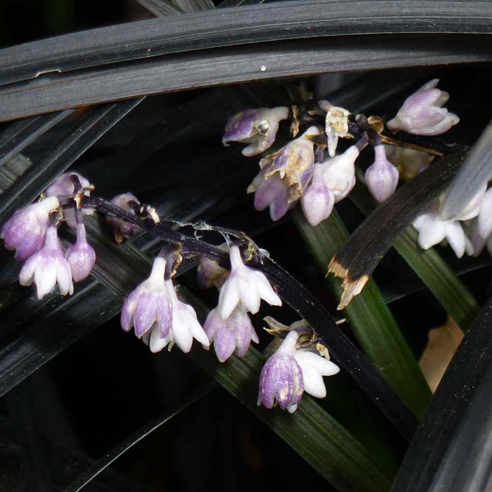 Ophiopogon planiscapus Nigrescens