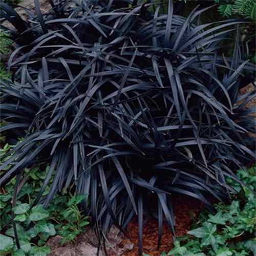 Black Mondo Grass Ornamental Grass