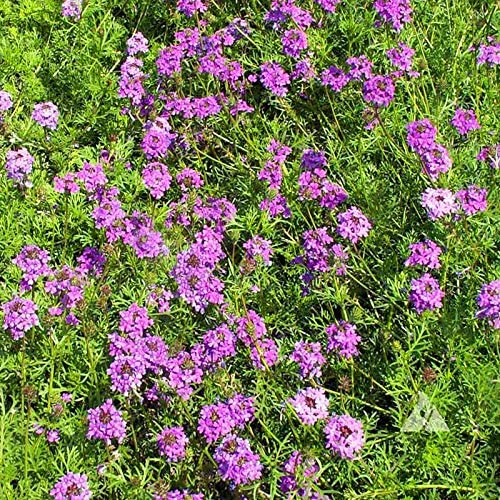 Verbena Tenuisecta Flowers