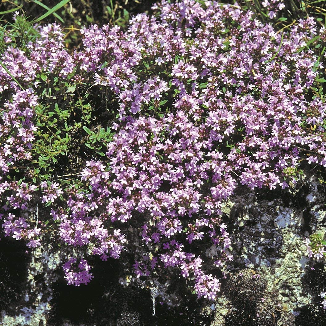 Creeping Thyme Mother of Thyme