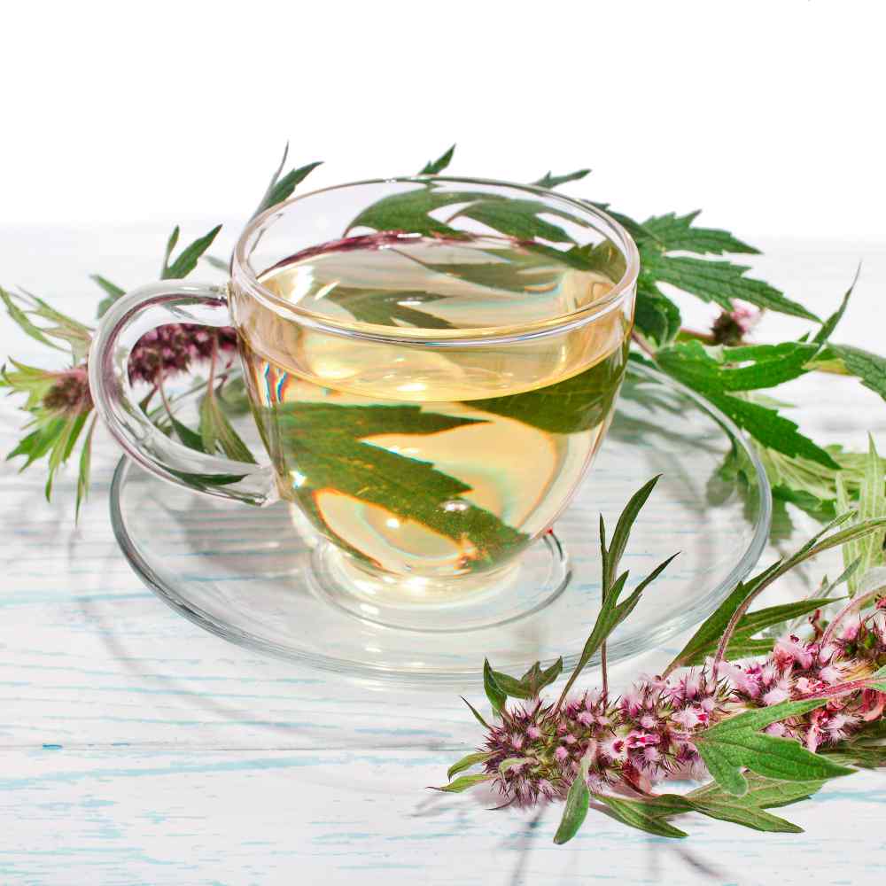 Motherwort Herbal Tea Cup
