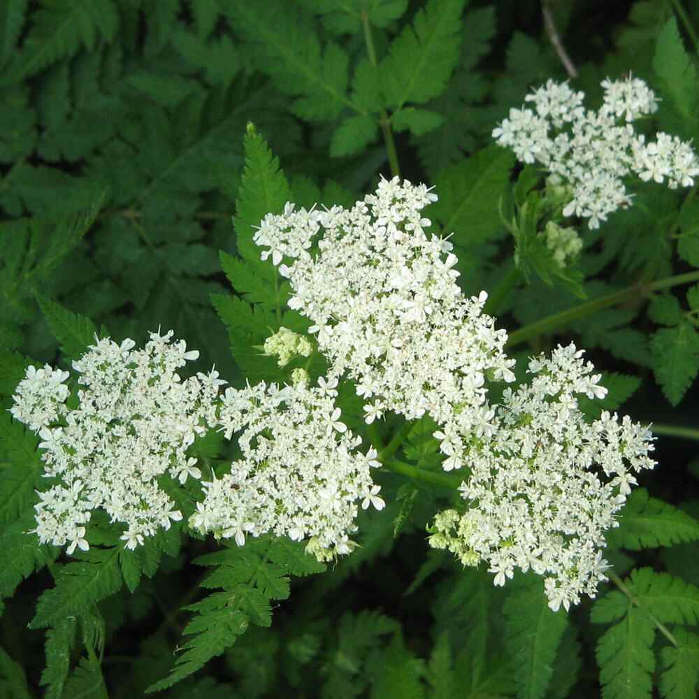 Sweet Cicely Herb Garden Plant