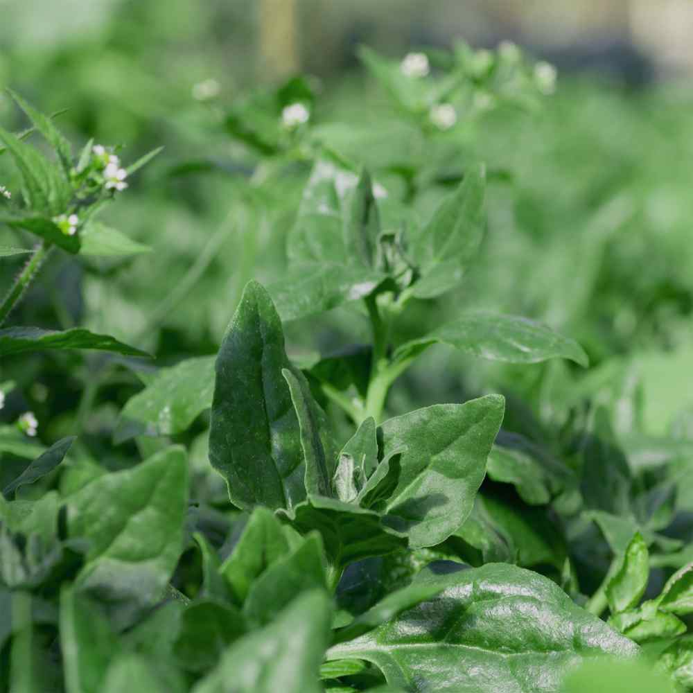 New Zealand Spinach Plant