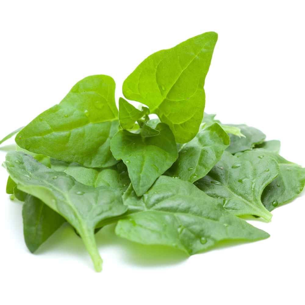 New Zealand Spinach Plant Leaves