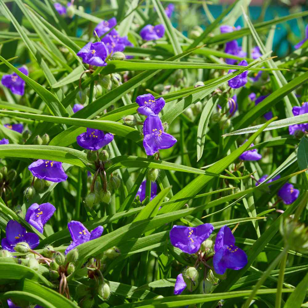 Ohio Spiderwort Flower Field