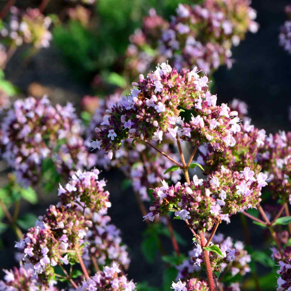 Oregano Flower Blooms