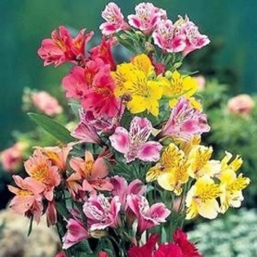 Peruvian Lily flowers