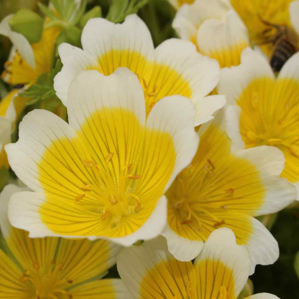 Limnanthes Douglasii Flowers