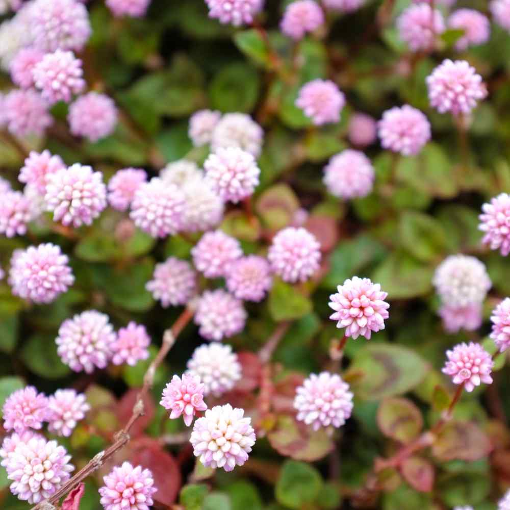 Perennial Pinkhead Smartweed Flowers