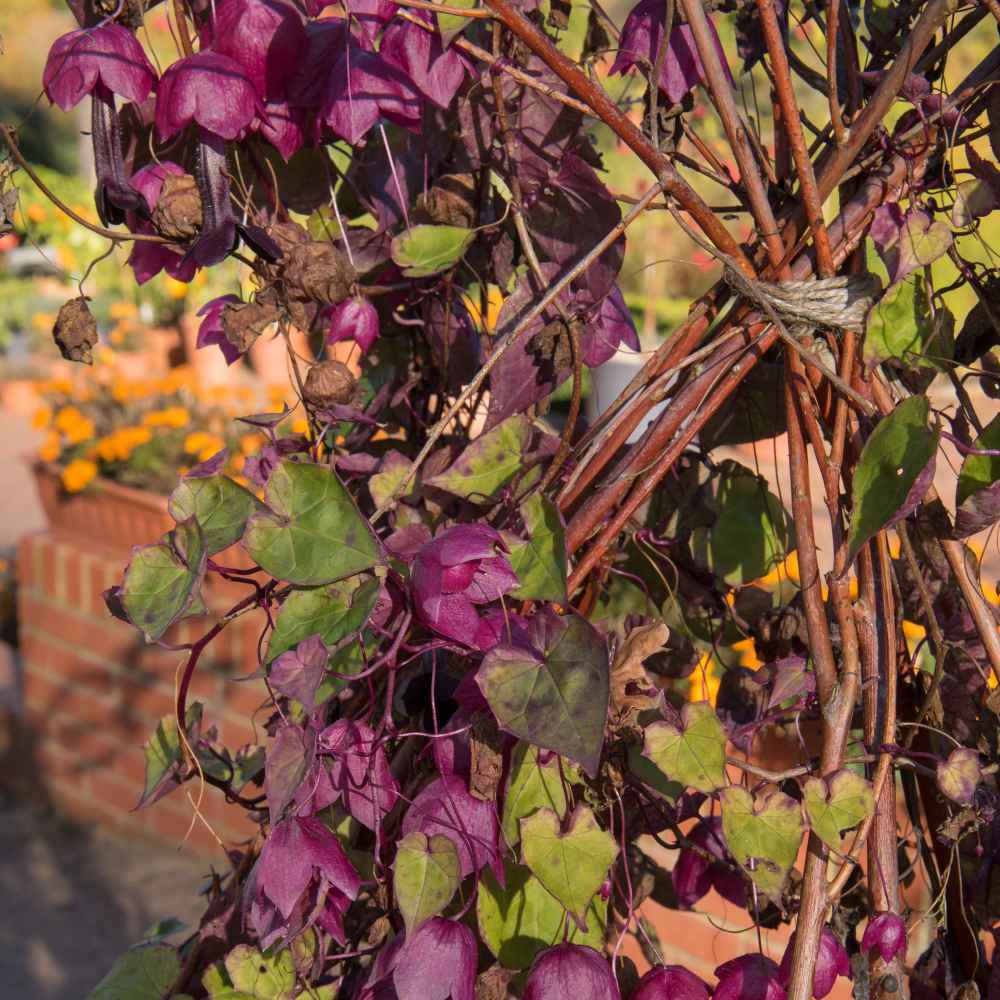Purple Bell Vine Plants