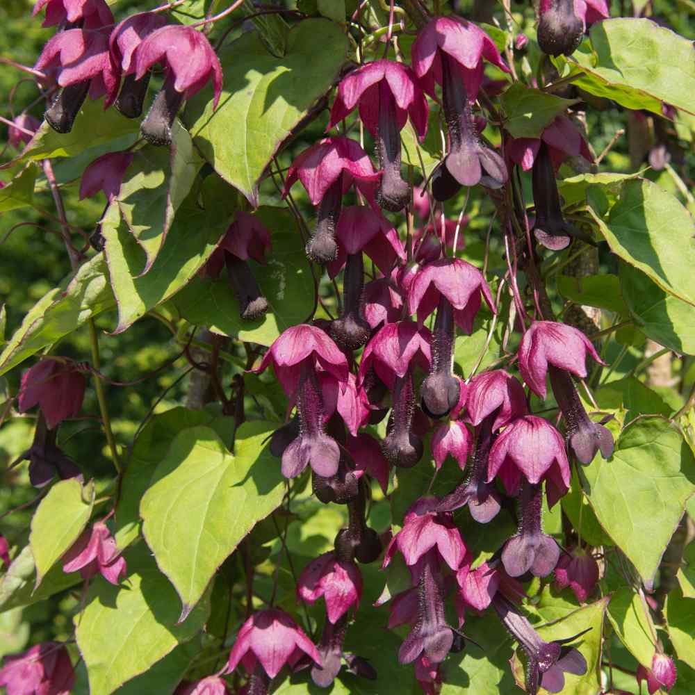 Purple Bell Vine Climbing Plants