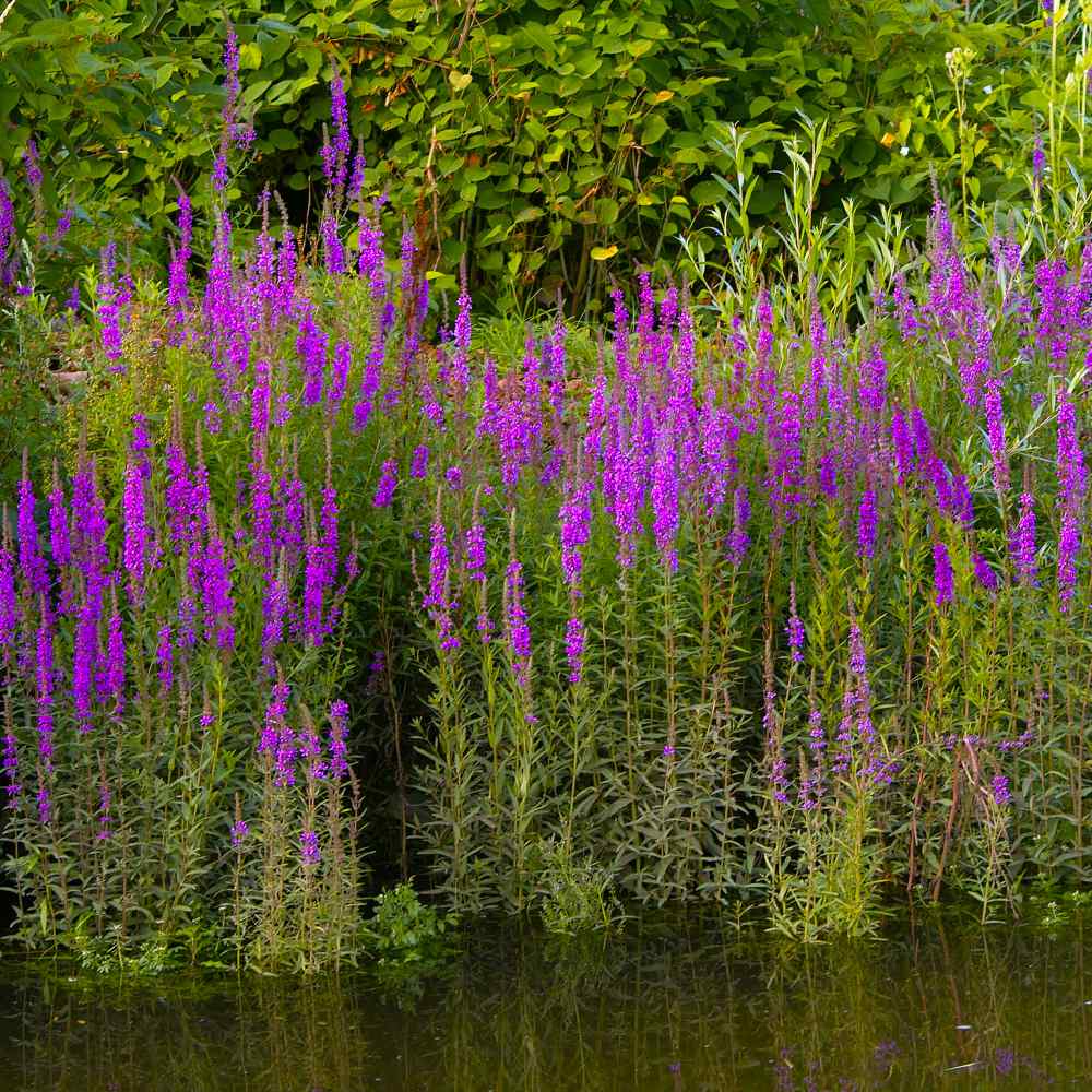 Purple Loosestrife Plants