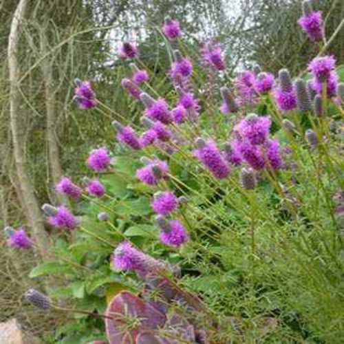 Dalea Purpurea Purple Clover