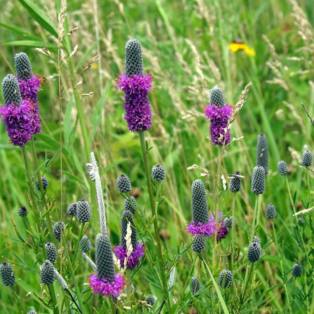 Purple Prairie Clover Field