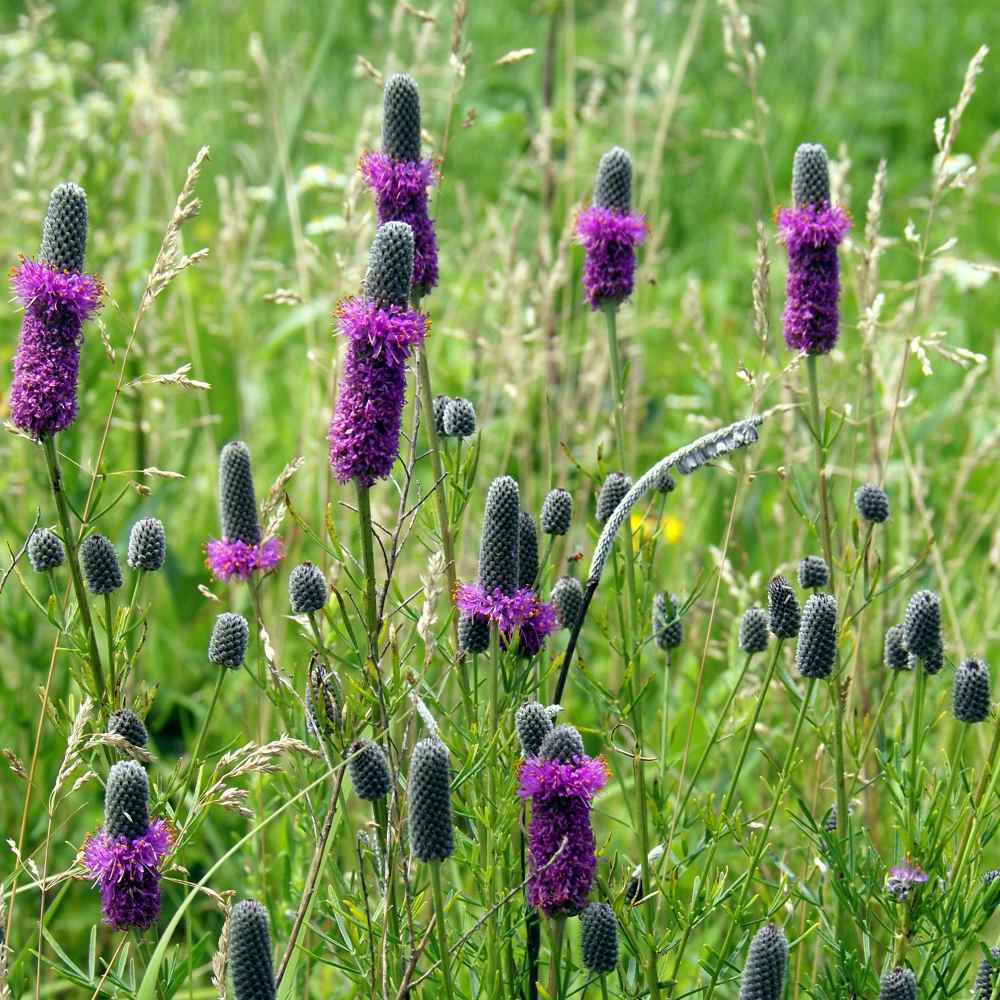Purple Prairie Clover Flowers