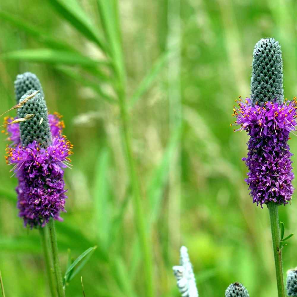 Purple Prairie Clover Plants