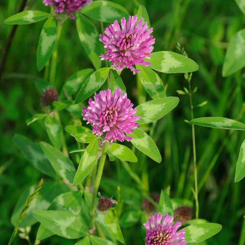 Red Clover Seed