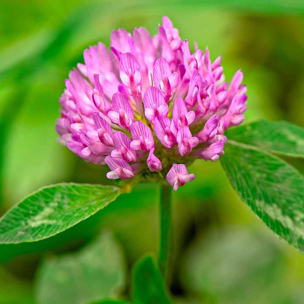 Red Clover Forage