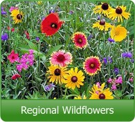 Regional Wildflower Seed