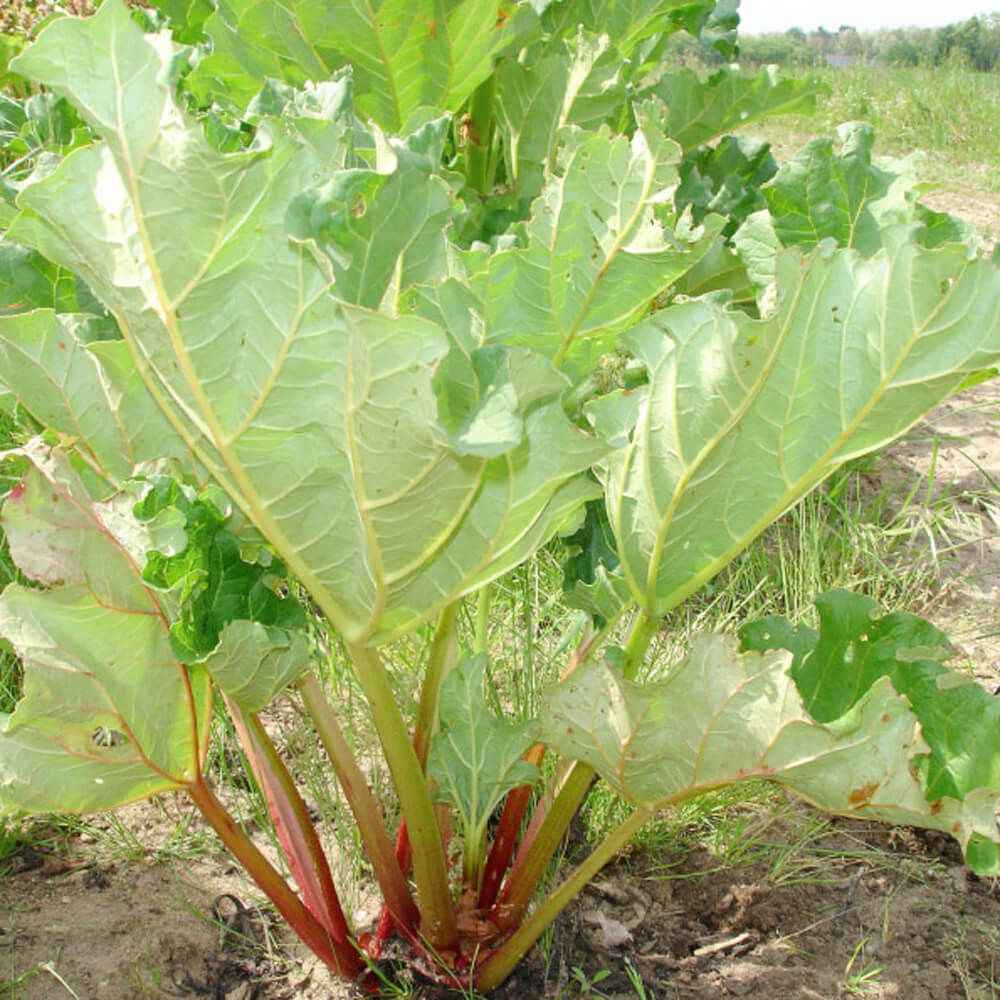 Rhubarb Glaskins Plant Seed