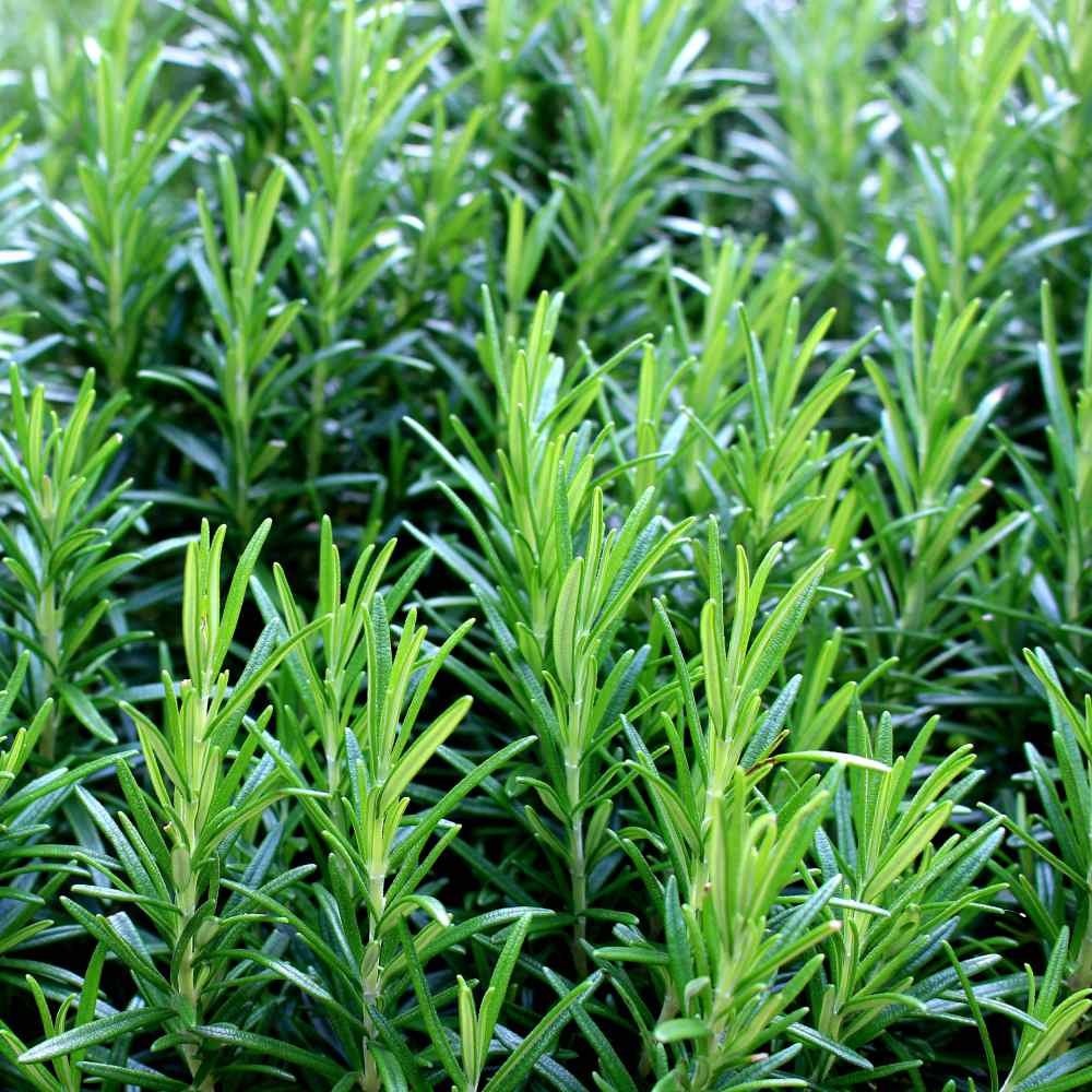 Rosemary Herbs