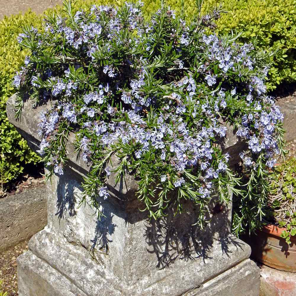 Rosemary Plants