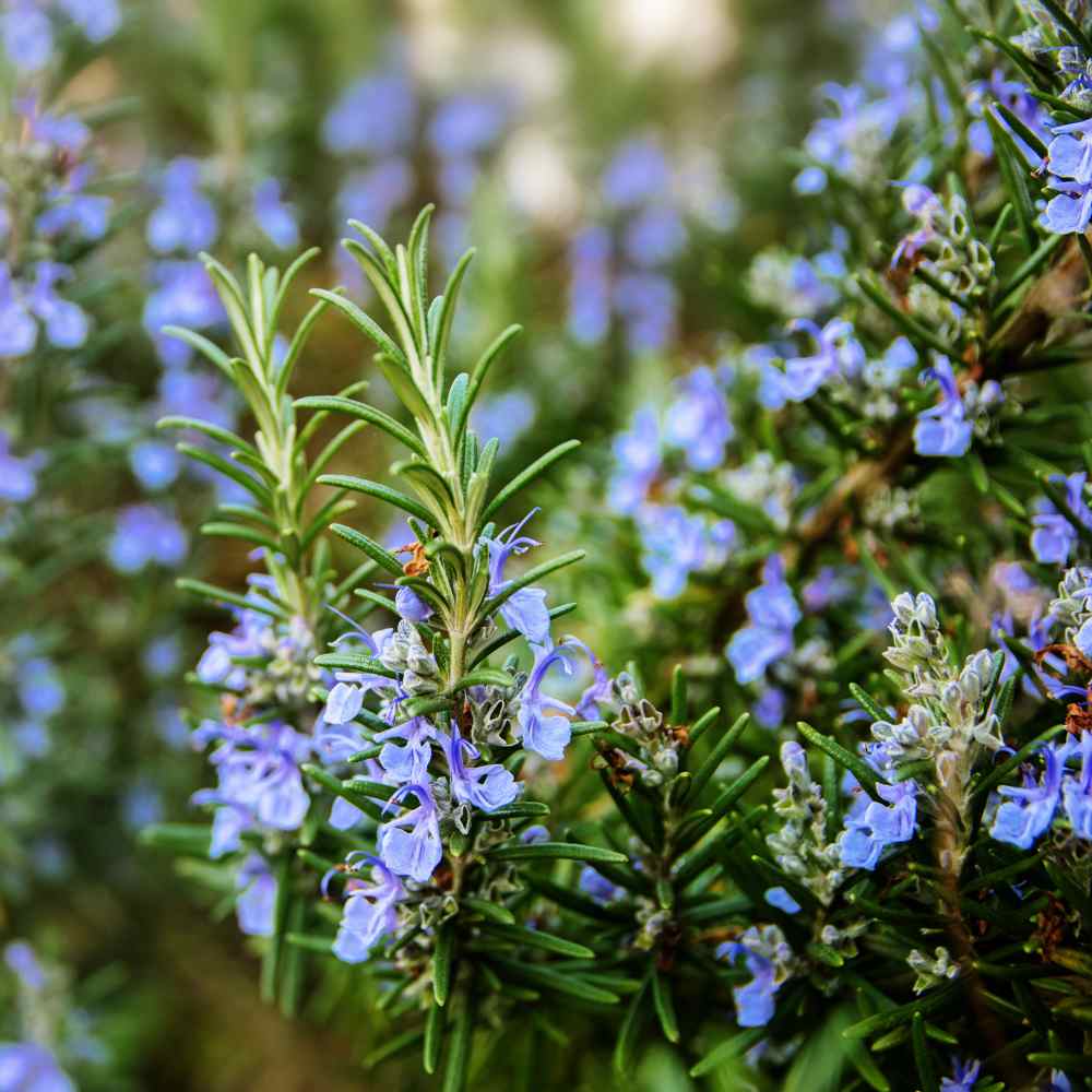 Rosemarinus Officinalis