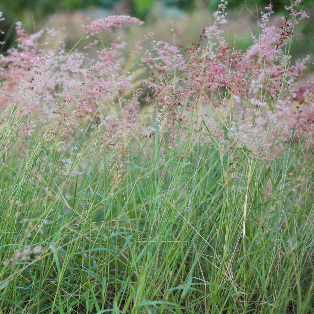 Vibrant Ornamental Grass
