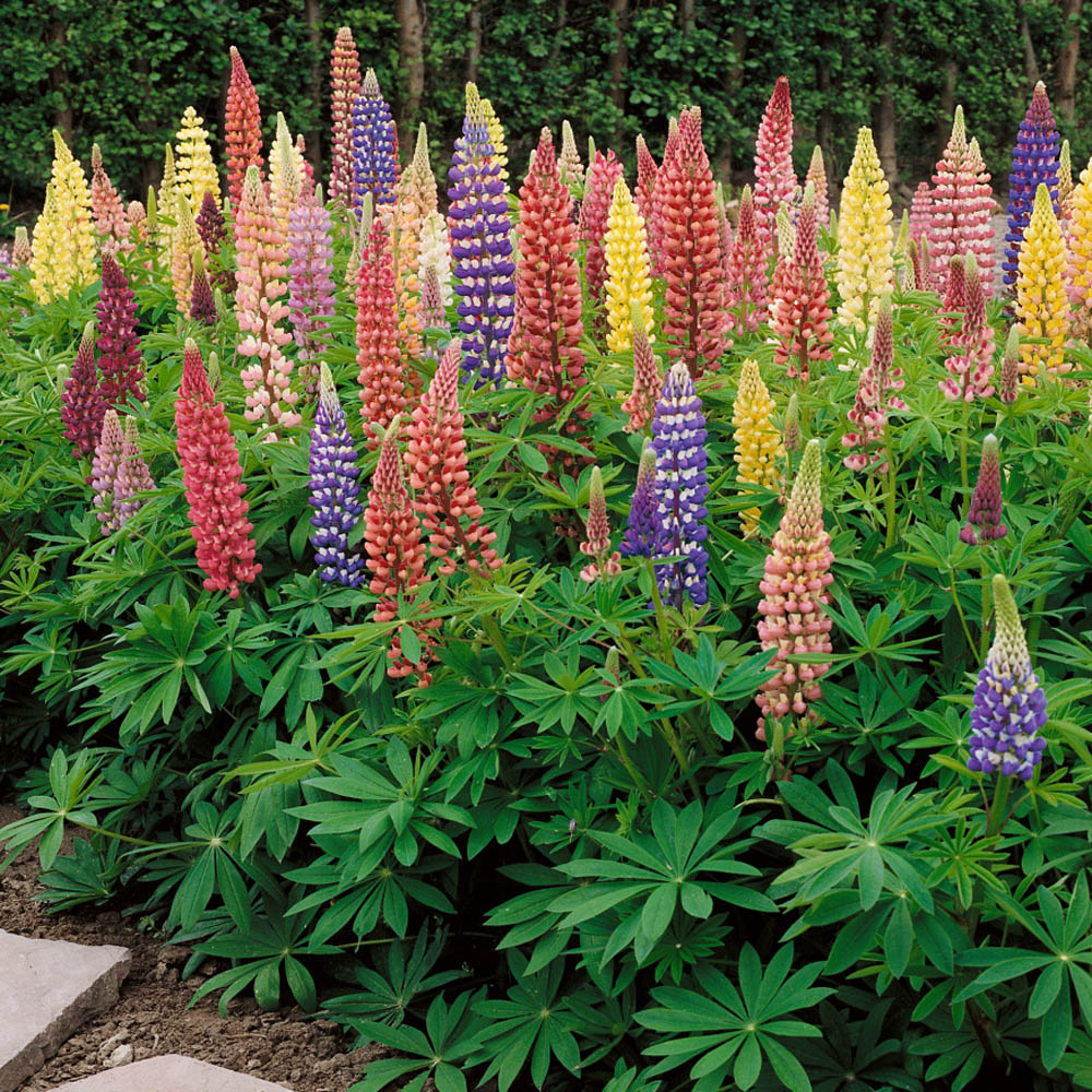 Lupinus Polyphyllus Russell Mix
