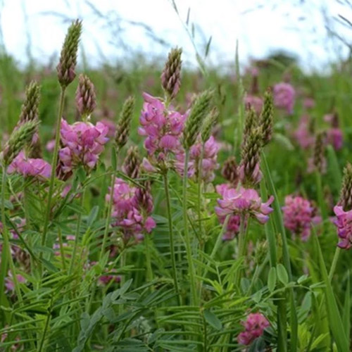 Sainfoin Deer Food Plot Seed