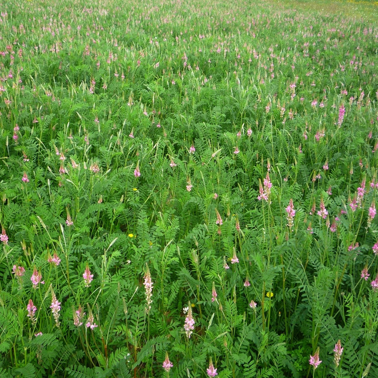 Sainfoin Pasture Legume Seed