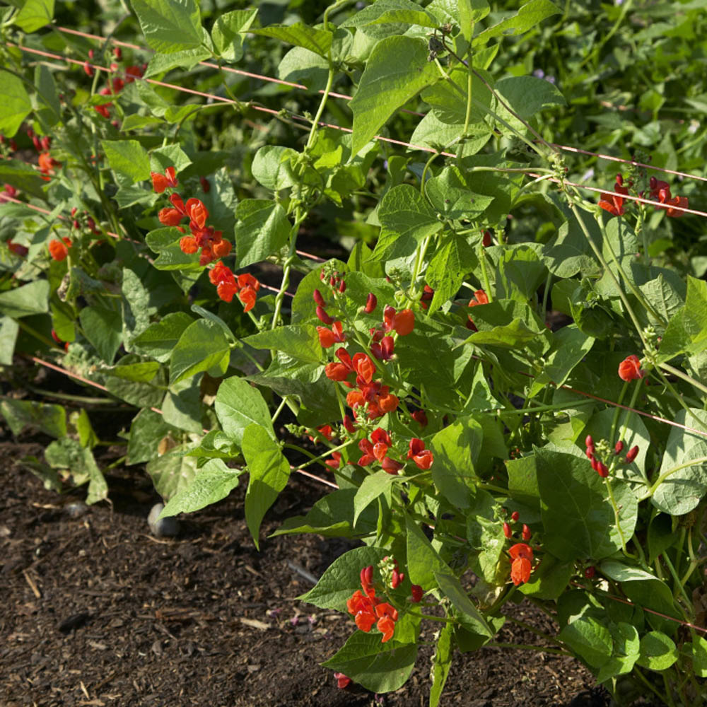 Scarlet Runner Beans