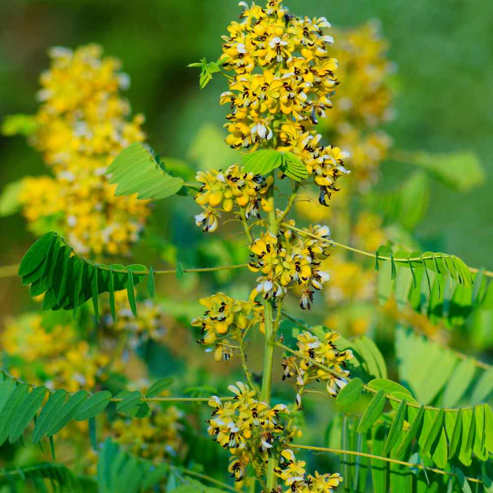 Perennial Senna Plant Seed