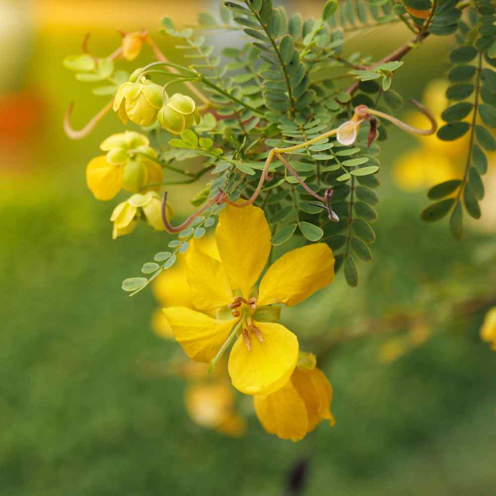 Perennial Senna Herb