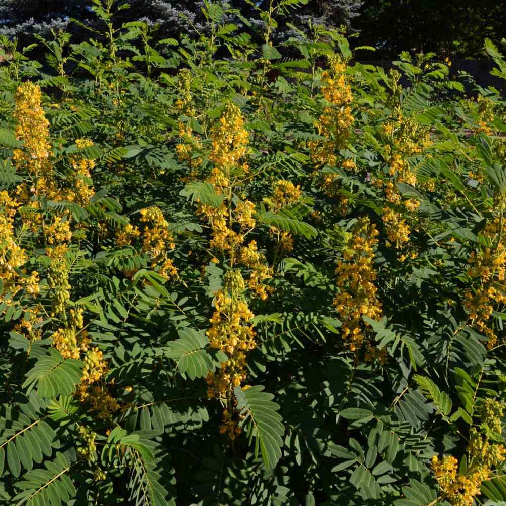 Senna Hebecarpa