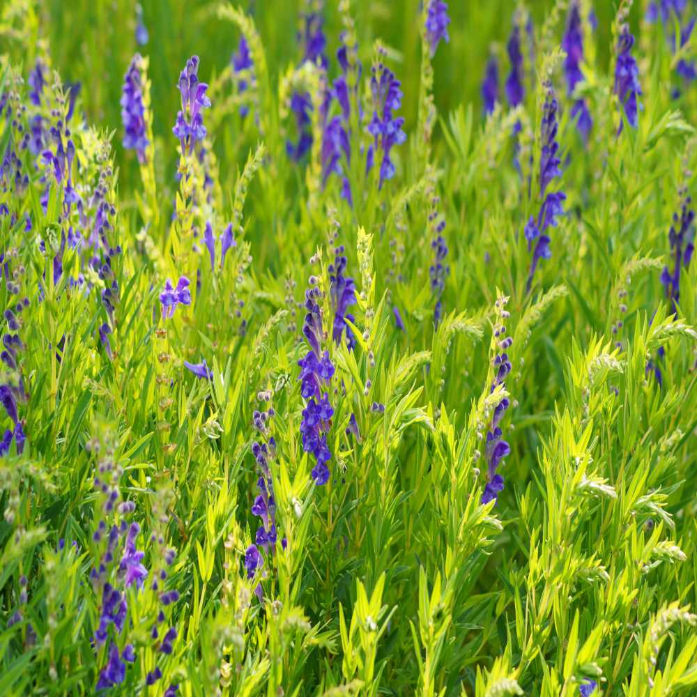 Perennial Baikal Skullcap Flowers