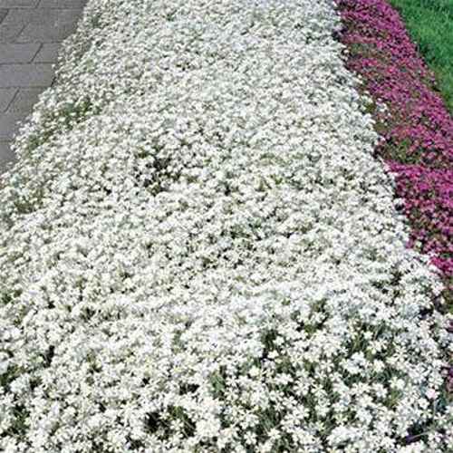Snow In Summer Ground cover