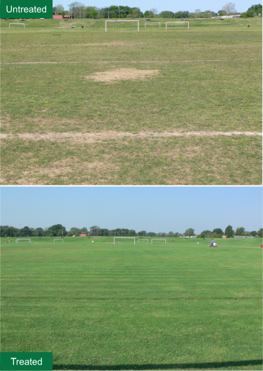 Soccer field grass before and after treatment