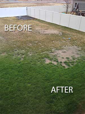 Soil Doctore Before and After