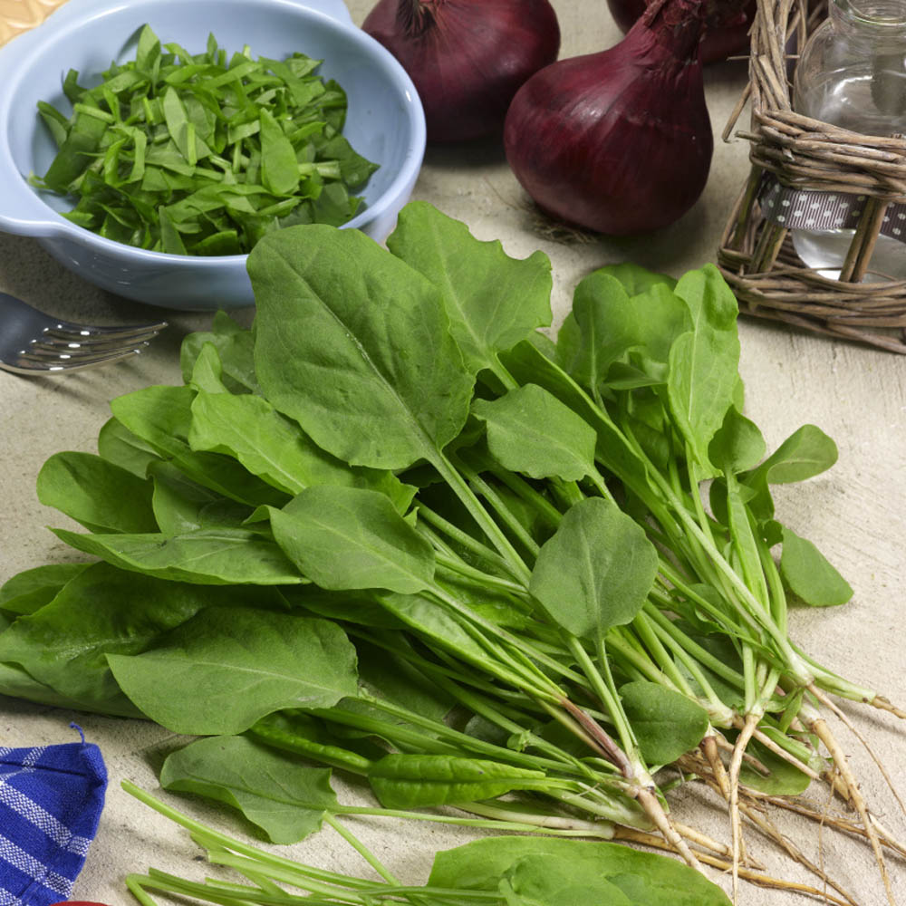 Sorrel Herb Plants