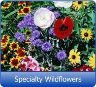 Specialty Wildflower Seed