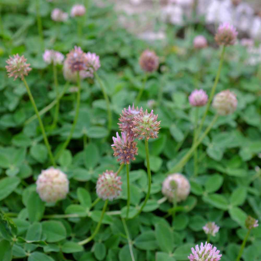 Strawberry Clover Plant Seed